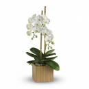 Белая орхидея в кашпо