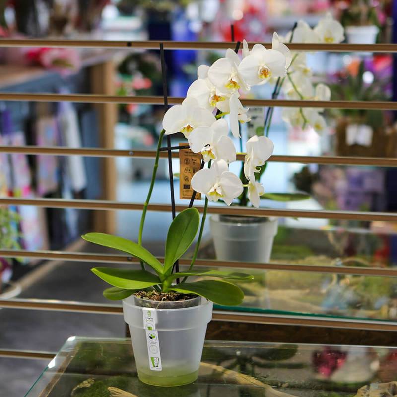 Орхидеи Купить Интернет Магазин Краснодар