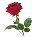 Красная роза Ред Науми. 80 см.