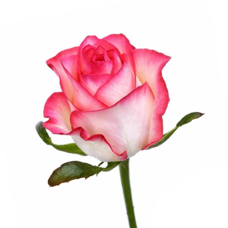 Роза нежно-розовая "Джамилия" 80 см.